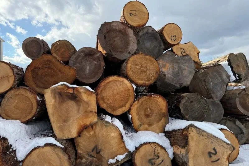 Numbered hardwood saw logs piled in snow under blue sky