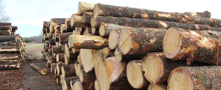 Hardwood saw logs stacked in the log yard