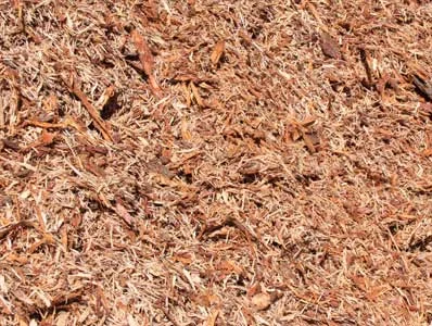 Shredded cedar-toned mulch spread in full sun